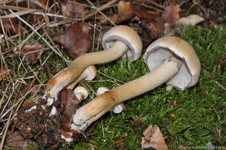 Hypholoma capnoides